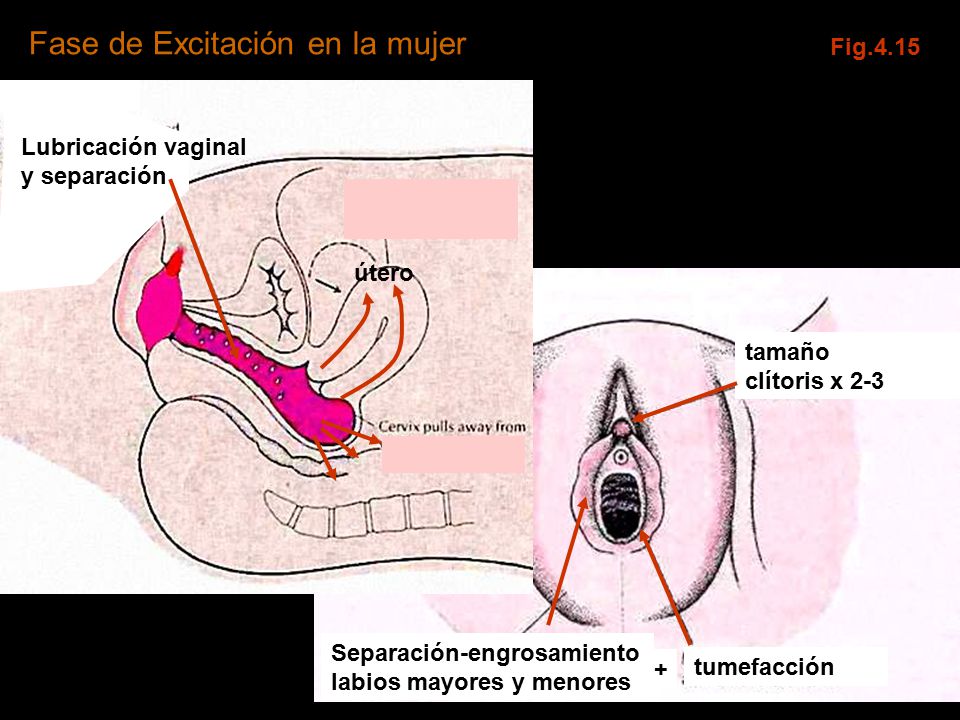 El clitoris de la mujer theme That El clitoris de la mujer